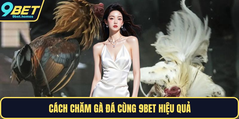 Cách chăm gà đá cùng 9BET hiệu quả