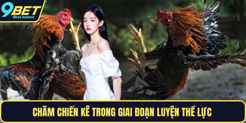 Chăm chiến kê trong giai đoạn luyện thể lực