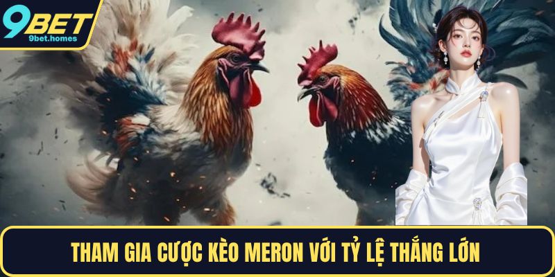 Tham gia cược kèo meron với tỷ lệ thắng lớn 
