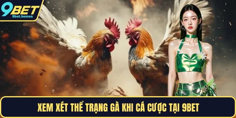Xem xét thể trạng gà khi cá cược tại 9BET